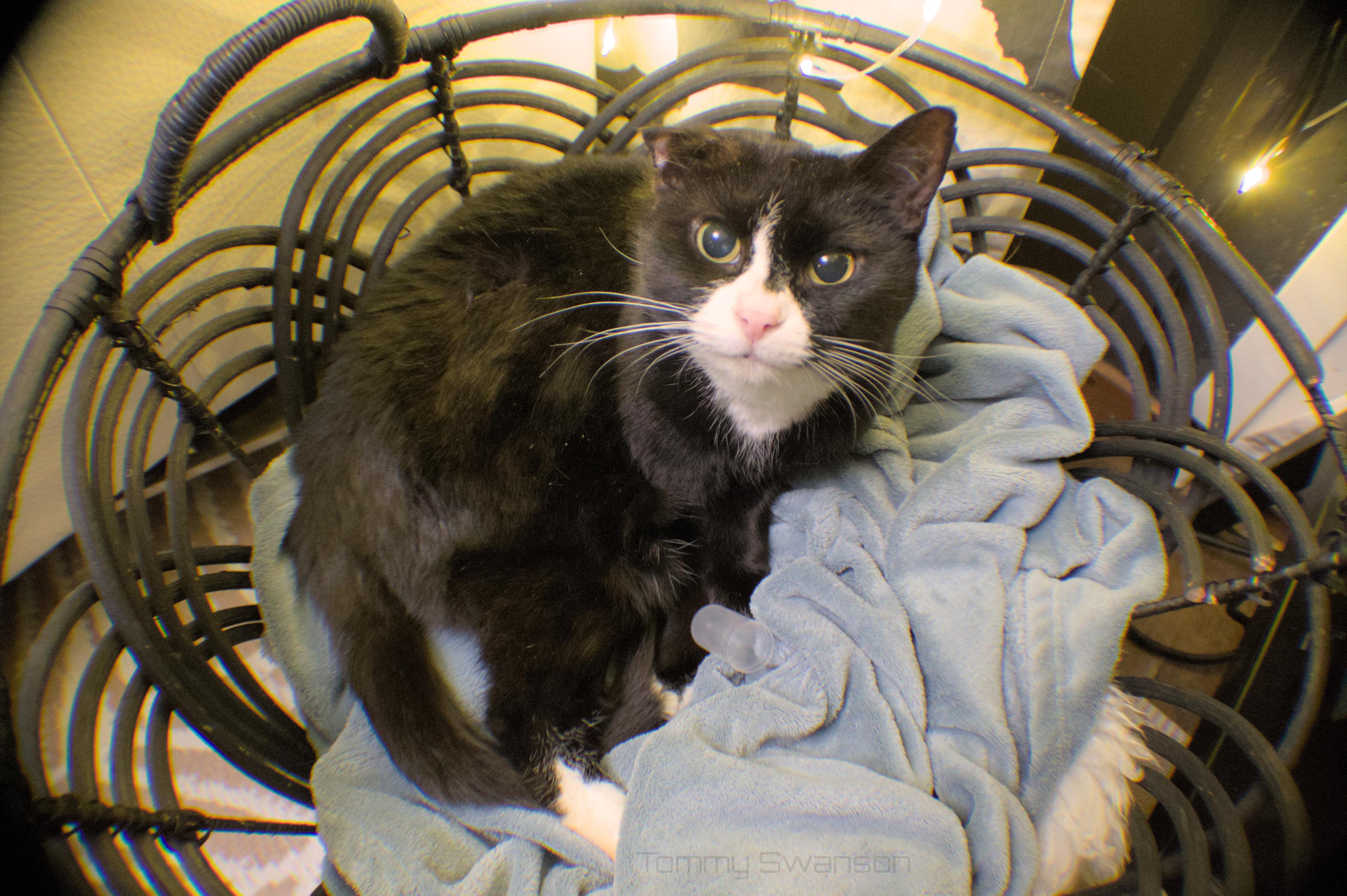a soft black and white cat in a basket that has a blanket in it. the cat is laying on the blanket. it's looking up at the camera inquisitively