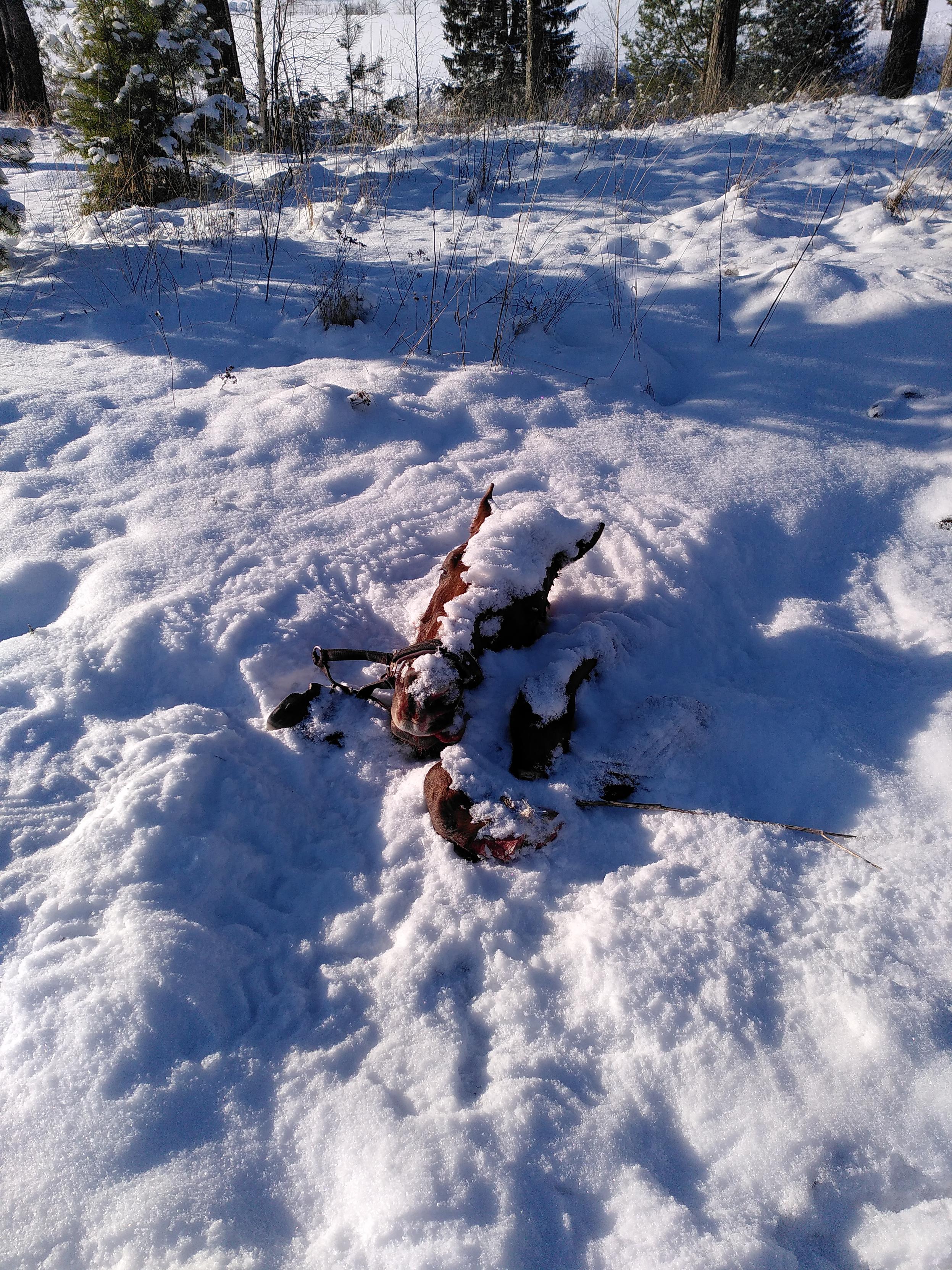 a horse's head sticking out of some snow. its tongue is out and next to it are its hooves