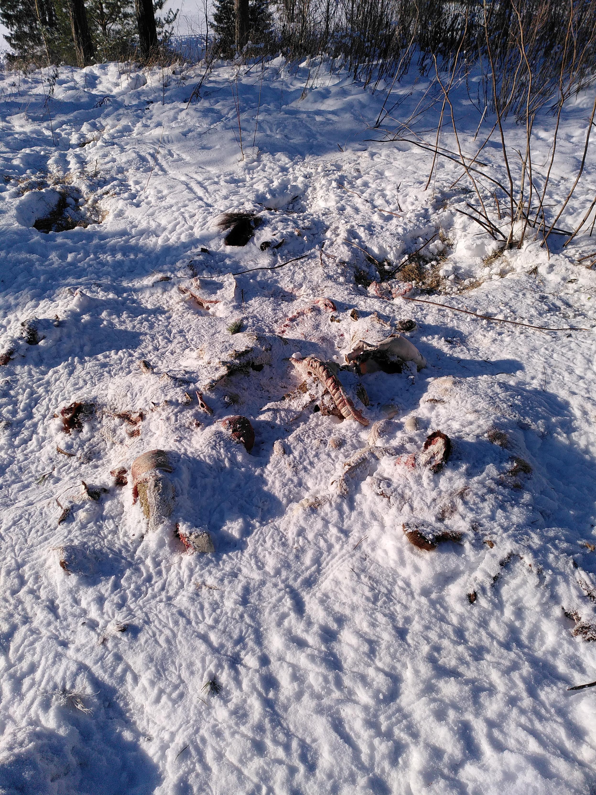 more remains of the horse scattered around, most visible is what seems to be its spine